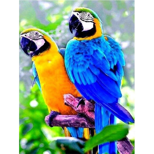 Couple de Perroquets Multicolores