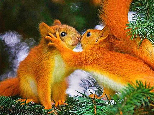 Couple d’Écureuils