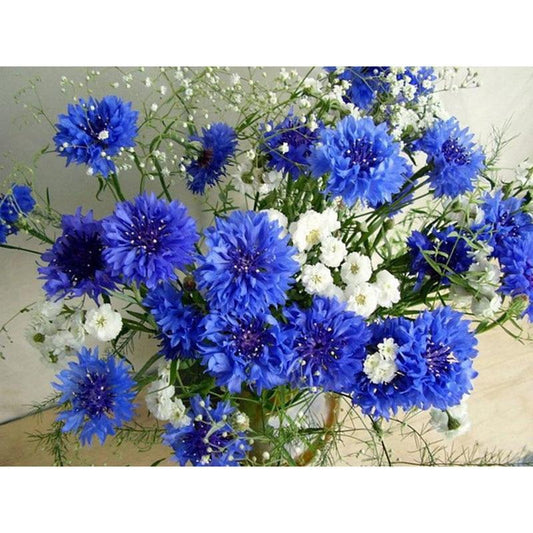 Fleurs Bleues et Blanches de Tranquillité