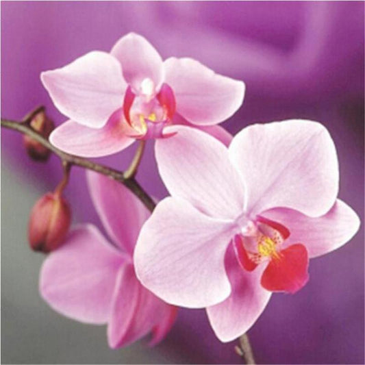Orchidées Roses
