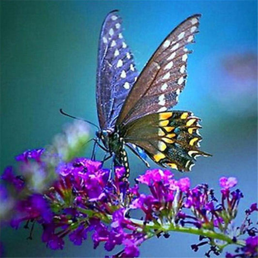 Papillon Butineur