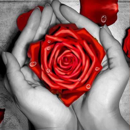 Rose Rouge au Creux des Mains